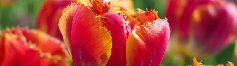 Tulips, Garden, Blossom, Tulip flowers, Bloom, Spring, Bokeh, Red flowers