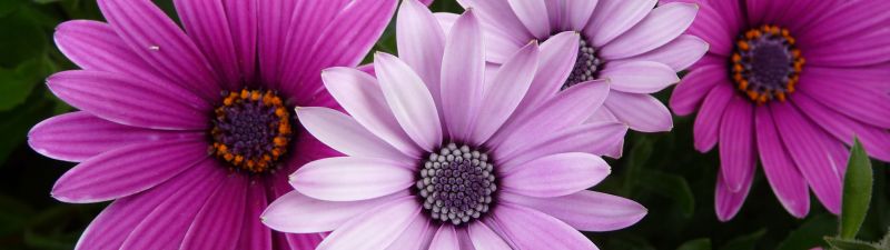 Daisy flowers, Garden, Purple Flowers, Pink flowers, Closeup, Bloom, Blossom