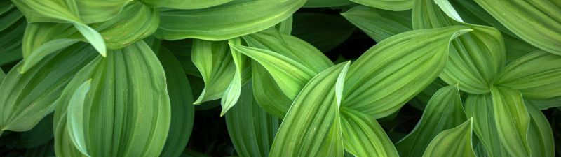 Green leaves, Closeup, Plant, 5K