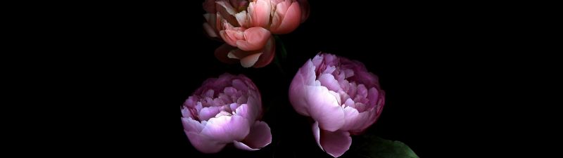 Rose flowers, Colorful, Black background, Roses, 5K