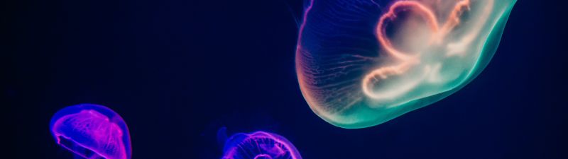 Jellyfishes, Purple, Multicolor, Dark background, Underwater, Aquarium, Sealife, Glowing, Bright, 5K, Bioluminescence, Dark aesthetic