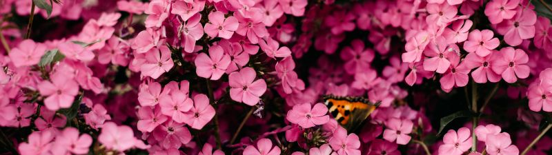 Pink flowers, Closeup, Floral Background, Blossom, Bloom, Spring, Vibrant, 5K