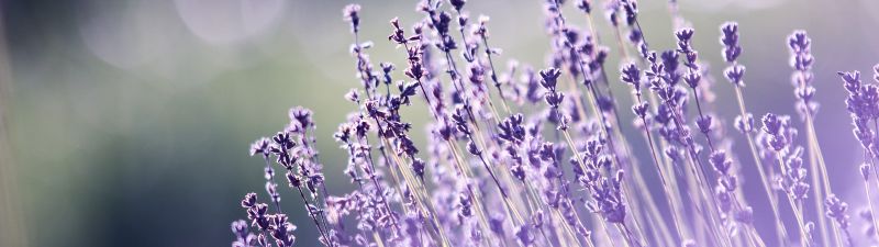 Lavender flowers, Bokeh, Blur, Garden, Purple, Aesthetic, 5K