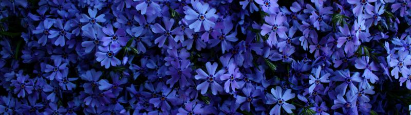 Blue flowers, 5K, Floral Background, Blossom, Garden, Beautiful