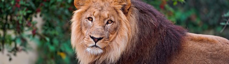 Lion, Wild animal, Carnivore, Predator, Portrait, Closeup, Big cat