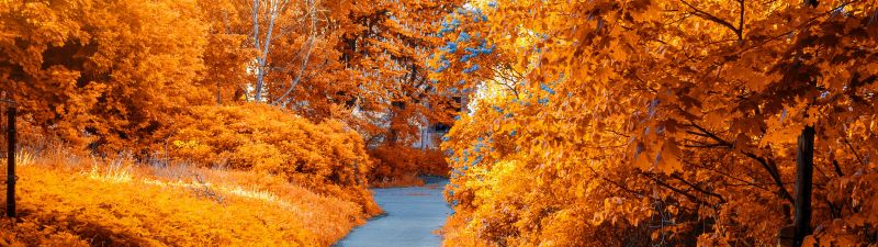 Maple trees, Fall, Autumn, Path, Woods, Fall Foliage, Yellow, Aesthetic