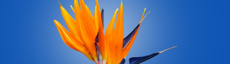 Bird of paradise flower, Crane Flower, Blue background, Orange flower, Petals, Strelitzia, Beautiful