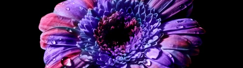 Gerbera Daisy, Purple Flower, Black background, Closeup, Macro, Blossom, Bloom, Spring, Flower heads, Beautiful, Petals, Dew Drops