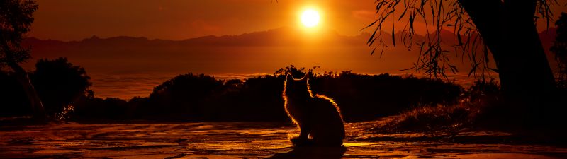 Cat, Silhouette, Sunset, Orange sky, Tree Branches, Shadow