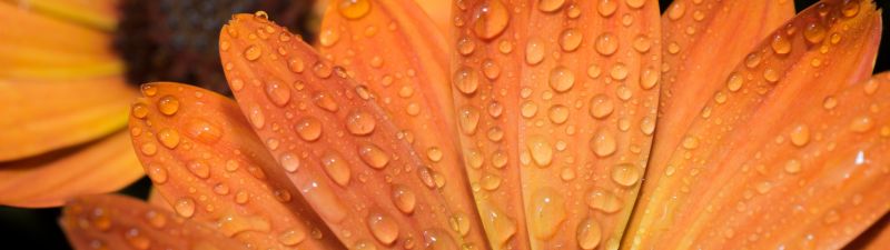 Orange flowers, Daisy flowers, Closeup Photography, Macro, Water drops, Dew Drops, Petals, Blossom, Bloom, Wet, 5K
