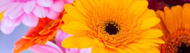 Gerbera Daisy, Yellow flower, Pink, Orange, Closeup, Macro, Blurred, Selective Focus, Vibrant, Colorful, Floral Background, Spring, Blossom, 5K