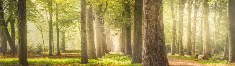 Woodland, Forest Trees, Dirt road, Fallen Leaves, Greenery, Woods, Sunshine, Pathway, Scenery, Sun rays, Shadow, Daytime, Tree Branches, 5K