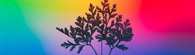 Herbal plant, Gradient background, RGB Light, Colorful, Multicolor, Silhouette, Vibrant, Aesthetic, 5K