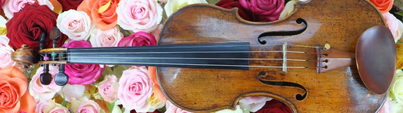 Rose flowers, Violin, Strings, Multicolor, Colorful, Floral Background, Blossom, Beautiful, Musical instrument, 5K