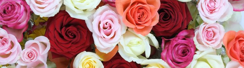 Rose flowers, Multicolor, Colorful, Floral Background, Blossom, Beautiful, 5K