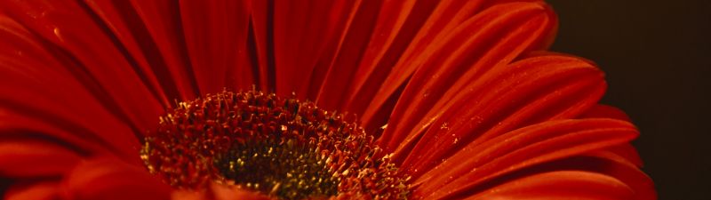 Gerbera Daisy, Red flower, Closeup, Macro, Dark background, Petals, Blossom, Bloom, Spring, 5K