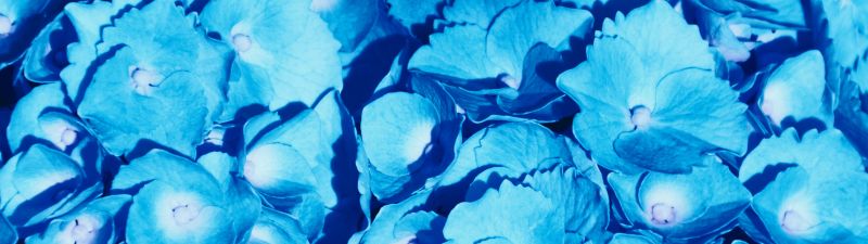 Hydrangea Flowers, 5K, Blue flowers, Petals, Floral Background, Blossom, Bloom, Spring, Closeup
