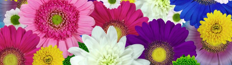 Colorful flowers, Daisies, Chrysanthemum flowers, Floral Background, Multicolor, Blossom, Bloom, 5K