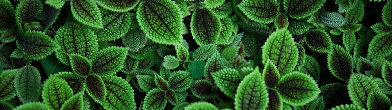 Green leaves, Aesthetic, Plant, 5K, Sage green