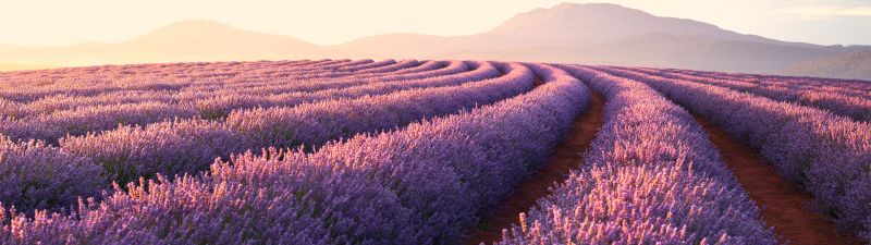 Lavender fields, Lavender flowers, Sunrise, Mountains, Pattern, Landscape, Flower garden, Purple Flowers