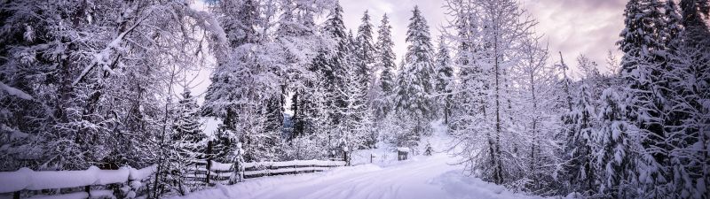 Snowy Trees, Winter Road, Snow covered, Countryside, Woods, White, Landscape, Scenery