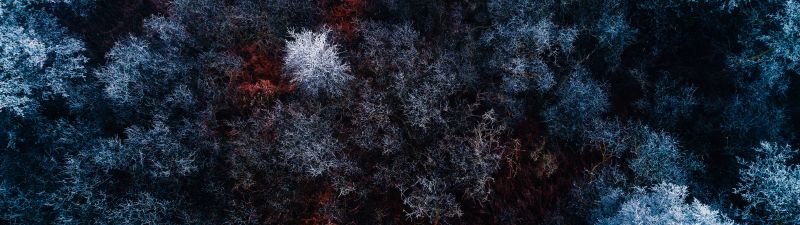 Winter forest, Aerial view, Snow covered, Birds eye view, Drone photo, Trees