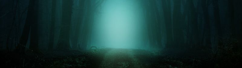 Morning, Forest, Path, Foggy, Teal, Cold, Turquoise, Trees, 5K