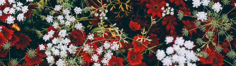 Red flowers, White flowers, Blossom, Floral, Closeup, Flower garden, Aesthetic
