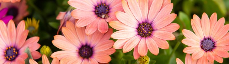 Pink Daisies, Floral Background, Blossom, Bloom, Spring, Closeup, Beautiful, 5K