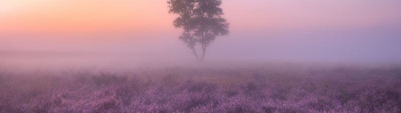 Lavender fields, Purple, Foggy, Landscape, Tree, Sunrise, Aesthetic, 5K
