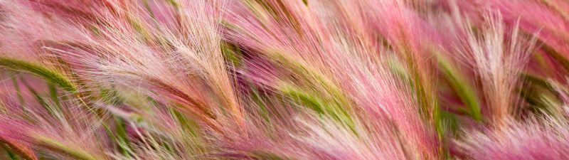 Foxtail Barley, Aesthetic, OS X Mavericks, Pink, Landscape, Girly backgrounds, Stock, 5K