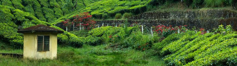 Tea Estate, Hill Station, Greenery, Western Ghats, Pattern, Plantation, Landscape, Scenery