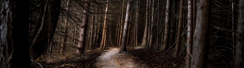 Thick forest, Woods, Pathway, Tall Trees, Landscape, 5K