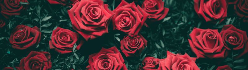 Red Roses, Floral Background, Blossom, Bloom, Closeup, Beautiful, 5K