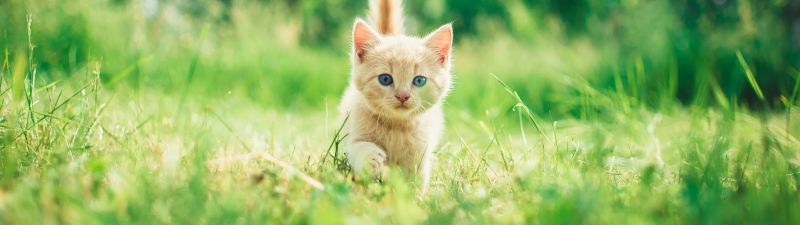 Kitten, Cute Kitten, Green Grass, Bokeh, Baby cat, Green background, Mammal, 5K