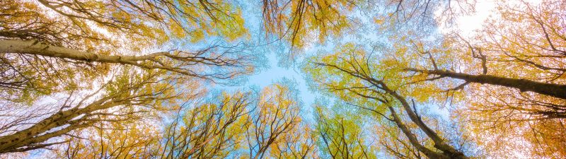 Tree Canopy, Branches, Looking up at Sky, Forest, Foliage, Autumn, 5K