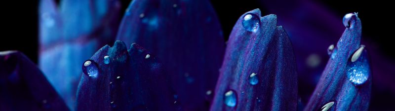 Blue flower, Petals, Macro, Vivid, Closeup Photography, Dew Drops, Dark, Droplets