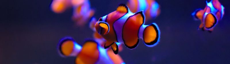 Clownfish, Aquarium, Underwater