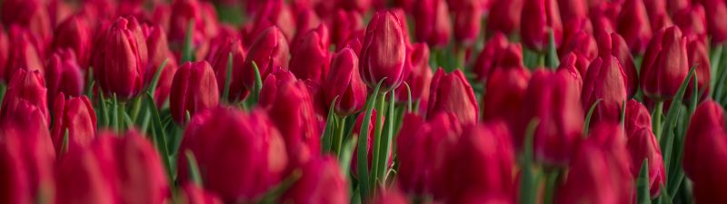 Red Tulips, Tulips field, Blossom, Bloom, Spring, Colorful, Floral Background, Bokeh, Selective Focus, 5K