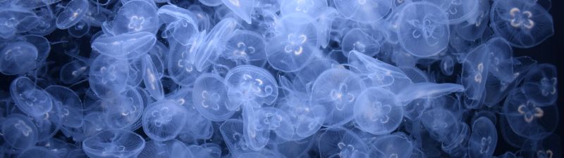 Jellyfishes, Sea Life, Underwater, Dark background, Aquarium, Transparent, 5K