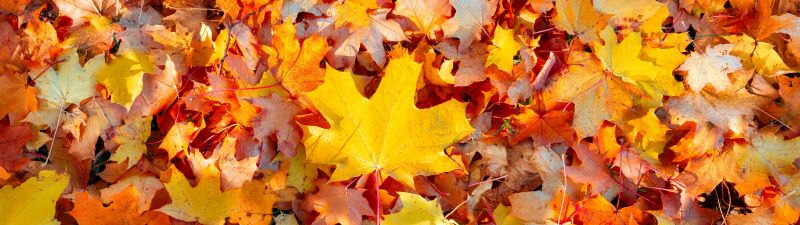 Maple leaves, 5K, Autumn leaves, Fallen Leaves, Leaf Background, Seasons, Texture, Foliage, Colorful