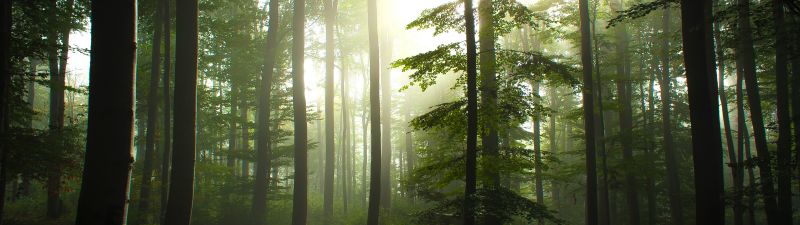 Forest Trees, Early Morning, Foggy, Sunrise, Woods, Landscape