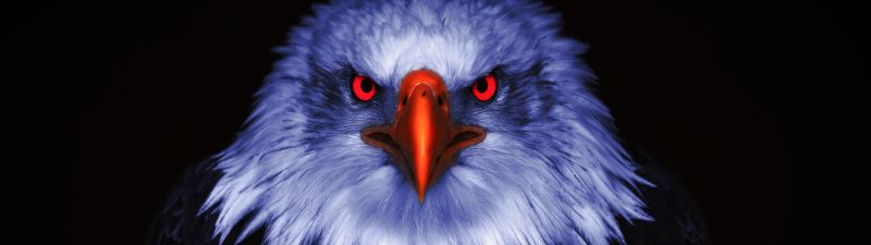 Eagle, Bird of prey, Raptors, Red eyes, Black background, 5K, 8K