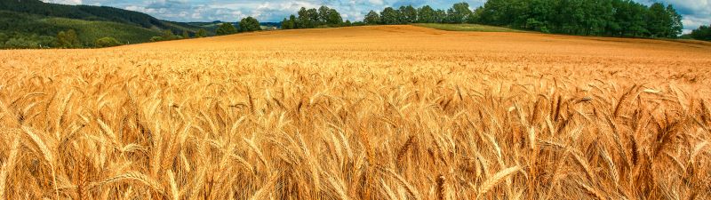 Golden fields, Crop, Landscape, Blue Sky, White Clouds, Wheat field, Scenery