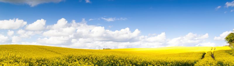 Rape fields, Yellow flowers, Landscape, White Clouds, Blue Sky, Beautiful, Scenery, Sunny day, Rapeseed fields, Germany, Spring