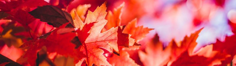 Maple leaves, Red leaves, Selective Focus, Autumn, Blur background, Closeup, 5K