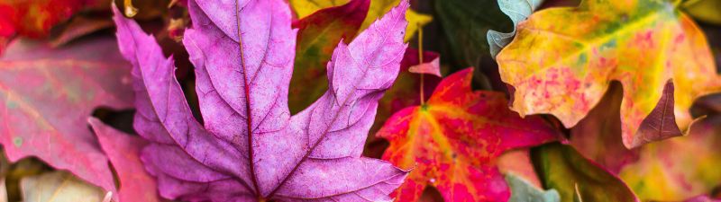 Maple leaves, Purple leaf, Leaf Background, Fallen Leaves, Texture, Autumn leaves, Seasons, 5K