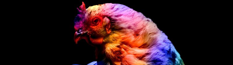 Chicken, Colorful, Black background, AMOLED