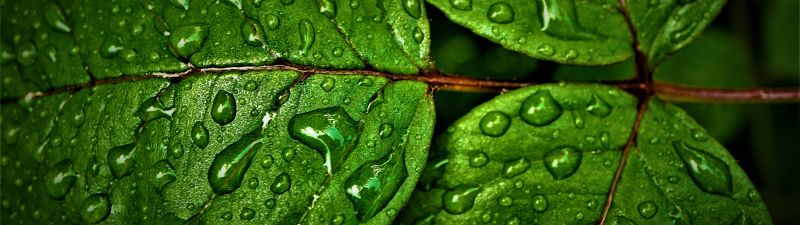 Green leaves, Wet, Rain drops, Water drops, Closeup, Macro, Greenery, Pattern, High Dynamic Range, Fresh, HDR, 5K