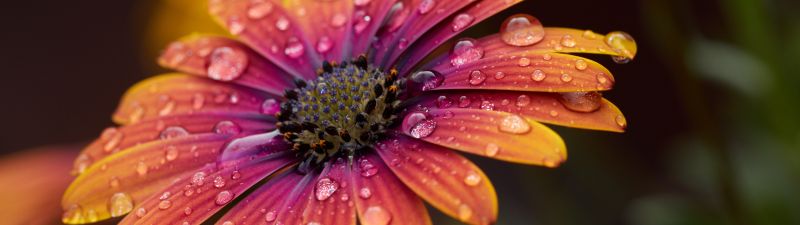 Orange Daisy, Closeup, Macro, Dew Drops, Selective Focus, Bokeh, Blur background, Vibrant, Blossom, Bloom, Spring, Wet, 5K